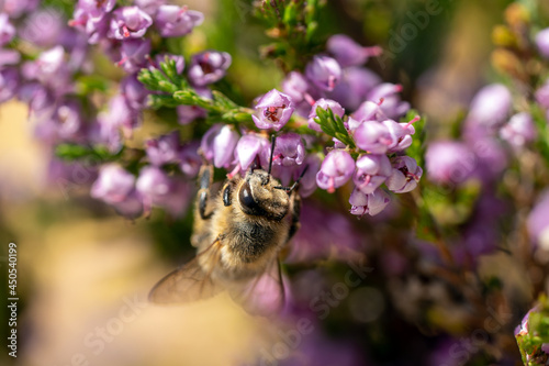 honeybee on the blossoms from a heather at a sunny summer day
