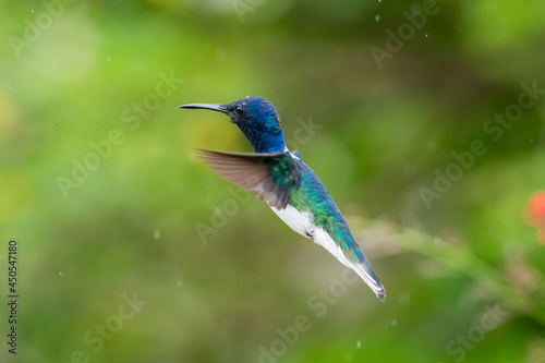 A White-necked Jacobin hummingbird (Florisuga mellivora) hovering in the rain with a green bokeh background.