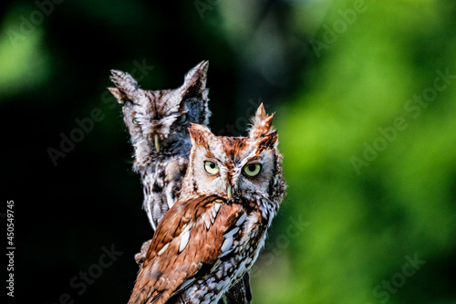 Closeup shot of downy eastern screech owls in their habitat