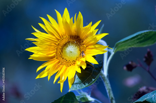 Duży ozdobny kwiat słonecznika w pięknych mocnych promieniach żółtego słońca 