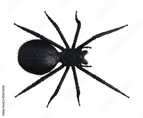 Illustration of an overhead view of a large black hairy spider walking forward isolated on a white background.