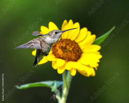 A Black Chinned Hummingbird Flies in Front of a Sunflower in Summer in Oklahoma
