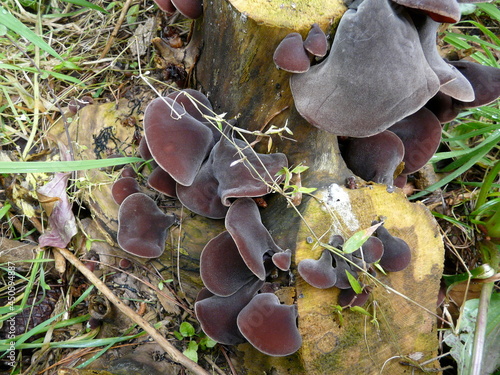 mushrooms in the forest