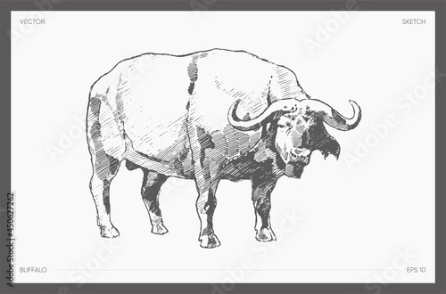 High detail hand drawn vector of water buffalo