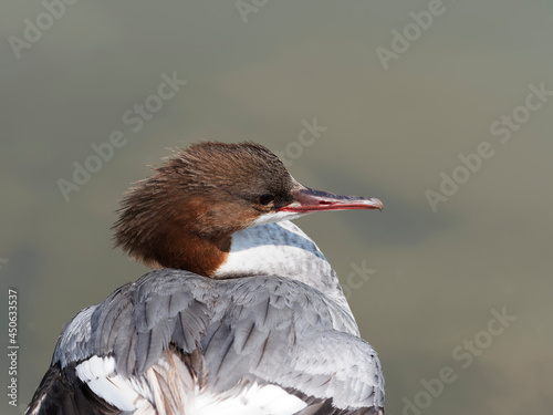 (Mergus merganser) Female goosander's sitting on a rock, head turned to the right showing the serrated edge of its bill