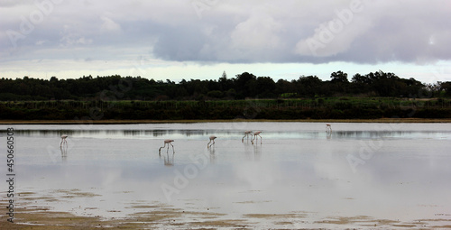 flamingos na ria formosa