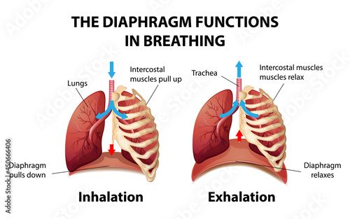 The diaphragm functions in breathing