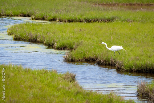A Great Egret in salt marsh wetlands at Assateague Island