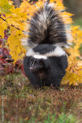 Striped Skunk (Mephitis mephitis) Lifts Tail in Front of Leaves Autumn