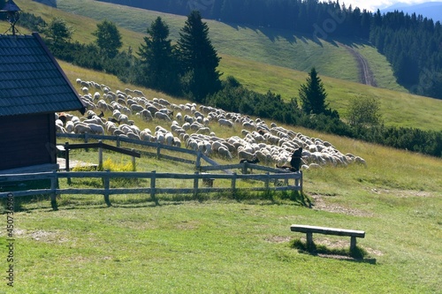 stado owiec, wypasanie zwierząt na łące, barany, owce, wypas, redyk, 