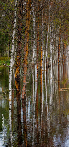 white birch trees and brown pine trees in a black swampy peat bog