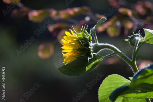 Mały ozdobny kwiat słonecznika na ciemnym tle