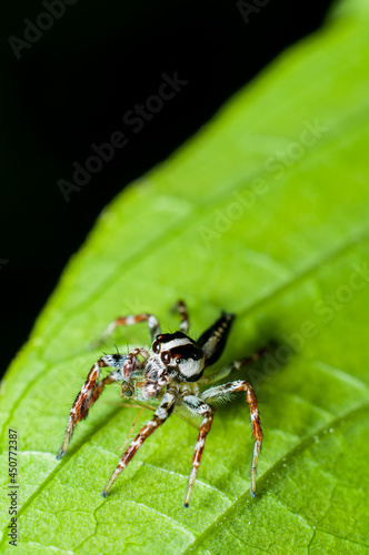 Found around homes, gardens and parks. Common Jumping Spiders. Harmless to human and good pest control.
