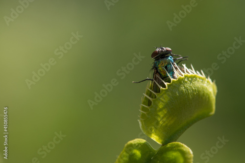 Venus flytrap with captured fly - Macroshot with low depth of field