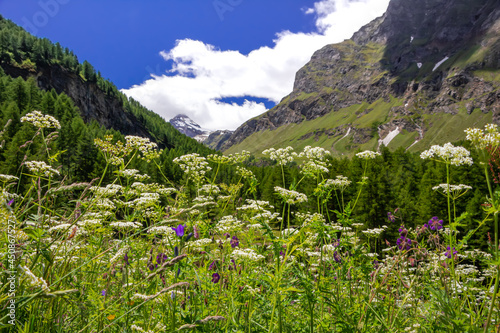 Alpine Wildflowers in a field in the mountain. Landscape in the "Gran Paradiso" Natural Park. Italian Alps. Aosta Valley. Italy