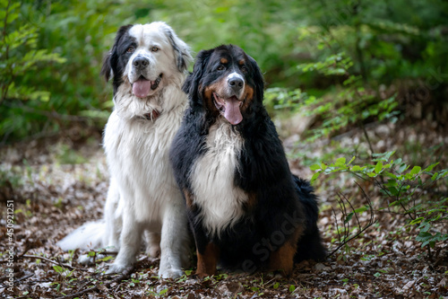 Berneński pies pasterski i pies rasy landseer siedzą obok siebie w lesie