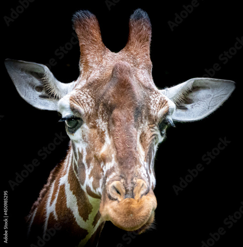 Portrait of a giraffe on a black background