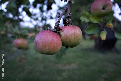 Jabłka w sadzie