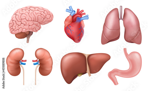 Internal organs. Realistic human body anatomy elements, brain heart kidneys liver lungs stomach