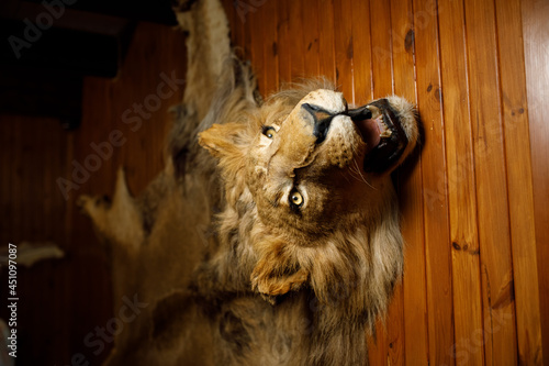 lion head on the wall