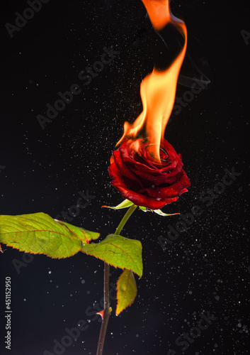 Fresh red rose flower blazing with hot flame and sparks dark background, burning