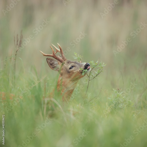 Kozioł 