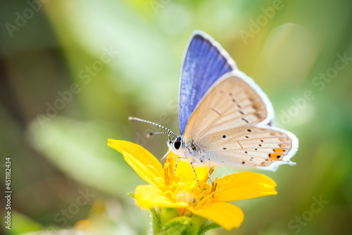 Short-tailed blue Butterfly or tailed Cupid - Cupido argiades - on green and gold - Chrysogonum virginianum.