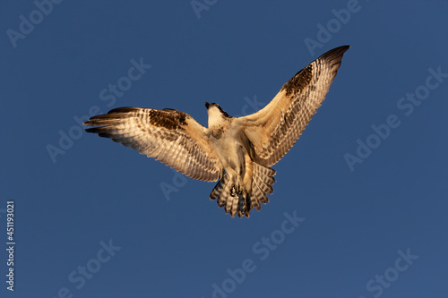 The western osprey (Pandion halliaetus) in flight