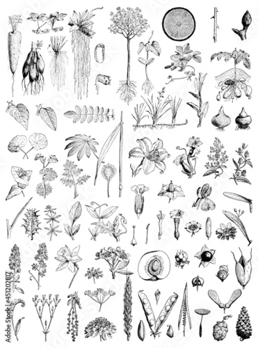 Plant botany - root, leaf, flower, fruit and seed collection - vintage engraved illustration from Larousse du xxe siècle