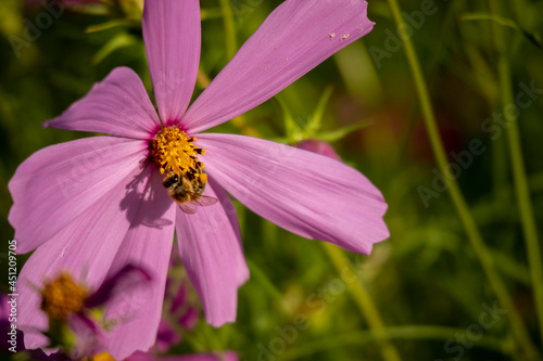 Pszczoła na kwiatku zbiera pyłek na miód