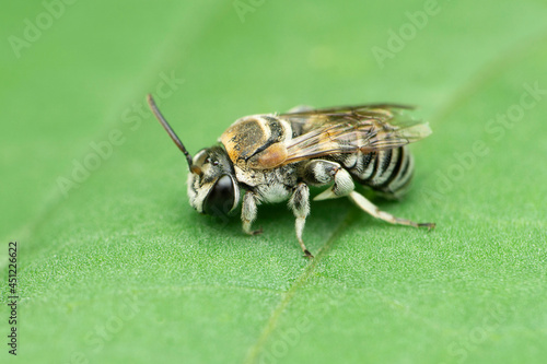 Side view of dwarf honeybee, Apis florea, Satara, Maharashtra, India