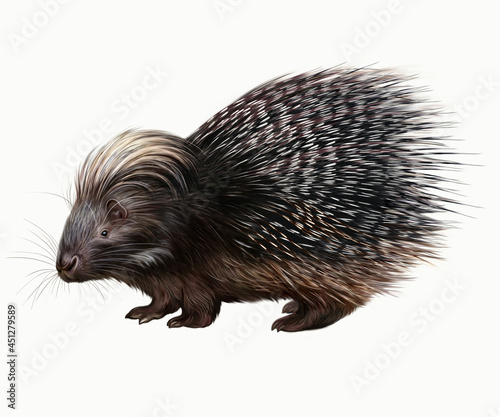The porcupine (Hystrix)