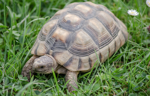 Die Schildkröten sind eine Ordnung der Sauropsida und erschienen erstmals vor mehr als 220 Millionen Jahren im Karnium