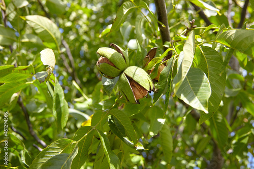 Walnut tree with walnut fruit in pericarp on branch