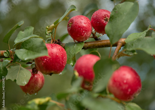 Fresh red wet apples on a brach after a heavy rain in a apple tree in Western Finland.