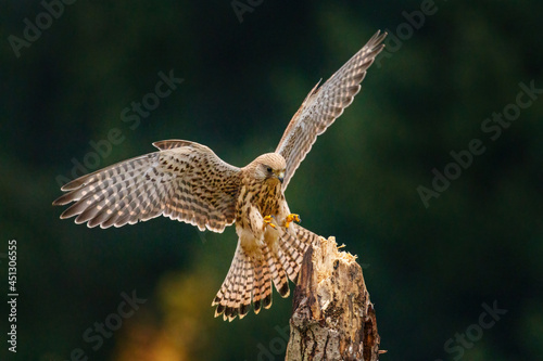 European kestrel, Falco tinnunculus, landing on old rotten trunk. Female of bird of prey with widely spread wings in flight. Wildlife scene from autumn nature. Also known as Old World kestrel.
