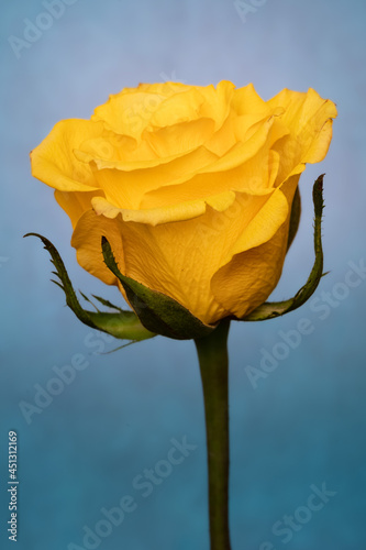 yellow rose against blue sky