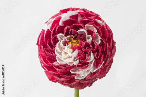 dhalia flower pink and white isolated on white background