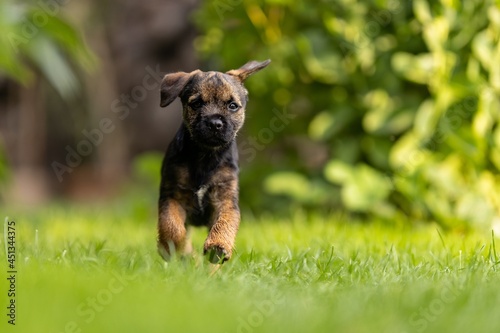 Cute little Border terrier puppy. The little dog is playing in the garden. 