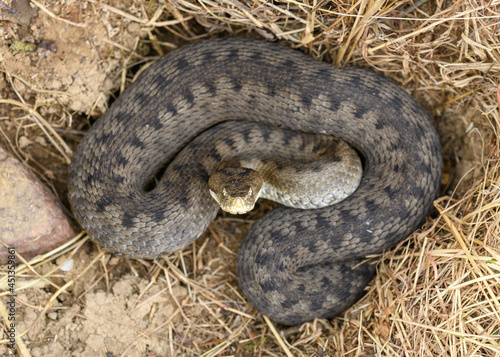 Big asp viper (Vipera aspis)