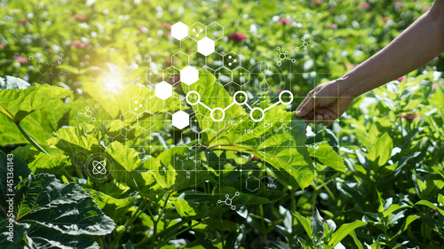 Hand touching plants green with biochemistry structure on background. Science of plant research, Chromosome DNA and genetic in nursery outdoor.