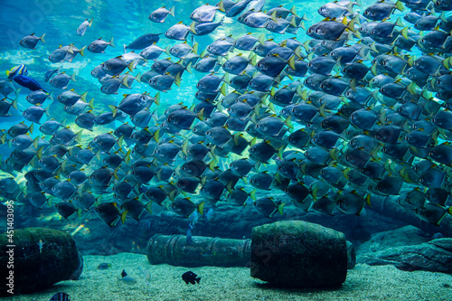 Natal Moonies in a huge shoal. Photographed in an aquarium. 