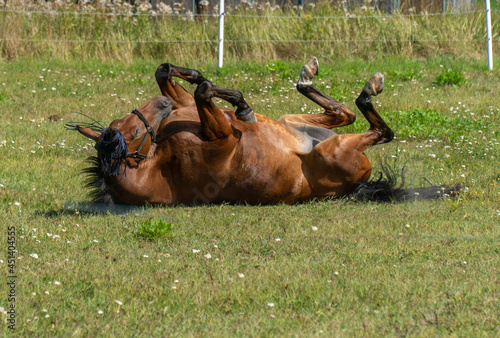 Horse playing