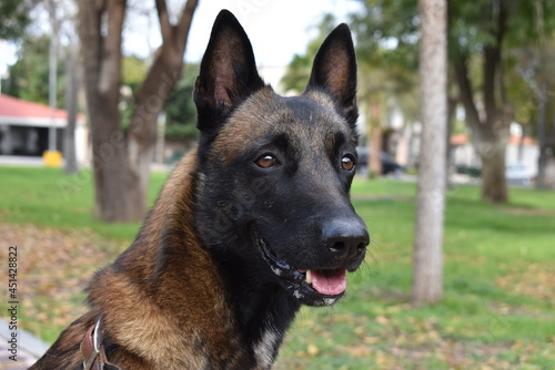 Close up pastor belga malinois retrato