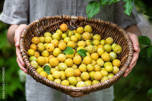Freshly harvested organic yellow mirabelle plums in an old wicker basket. Healthy food and harvesting concept. Selective focus.