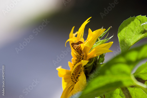 Duży ozdobny kwiat słonecznika z motylem w pięknych mocnych kolorach