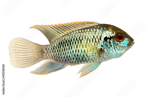 Cichlid fish ELECTRIC BLUE ACARA Aquarium Fish Aequidens pulcher
