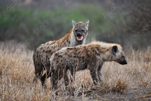 A mother spotted hyena and its young at dawn on the woodlands of central Kruger National Park, South Africa