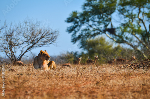 A lion lying asleep while a herd of impala pass close by on the woodlands of southern Kruger National Park, South Africa