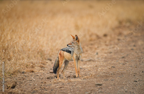 A black-backed jackal (Lupulella mesomelas) by the side of a gravel road on the grasslands of Kruger National Park, Mpumalanga Province, South Africa
